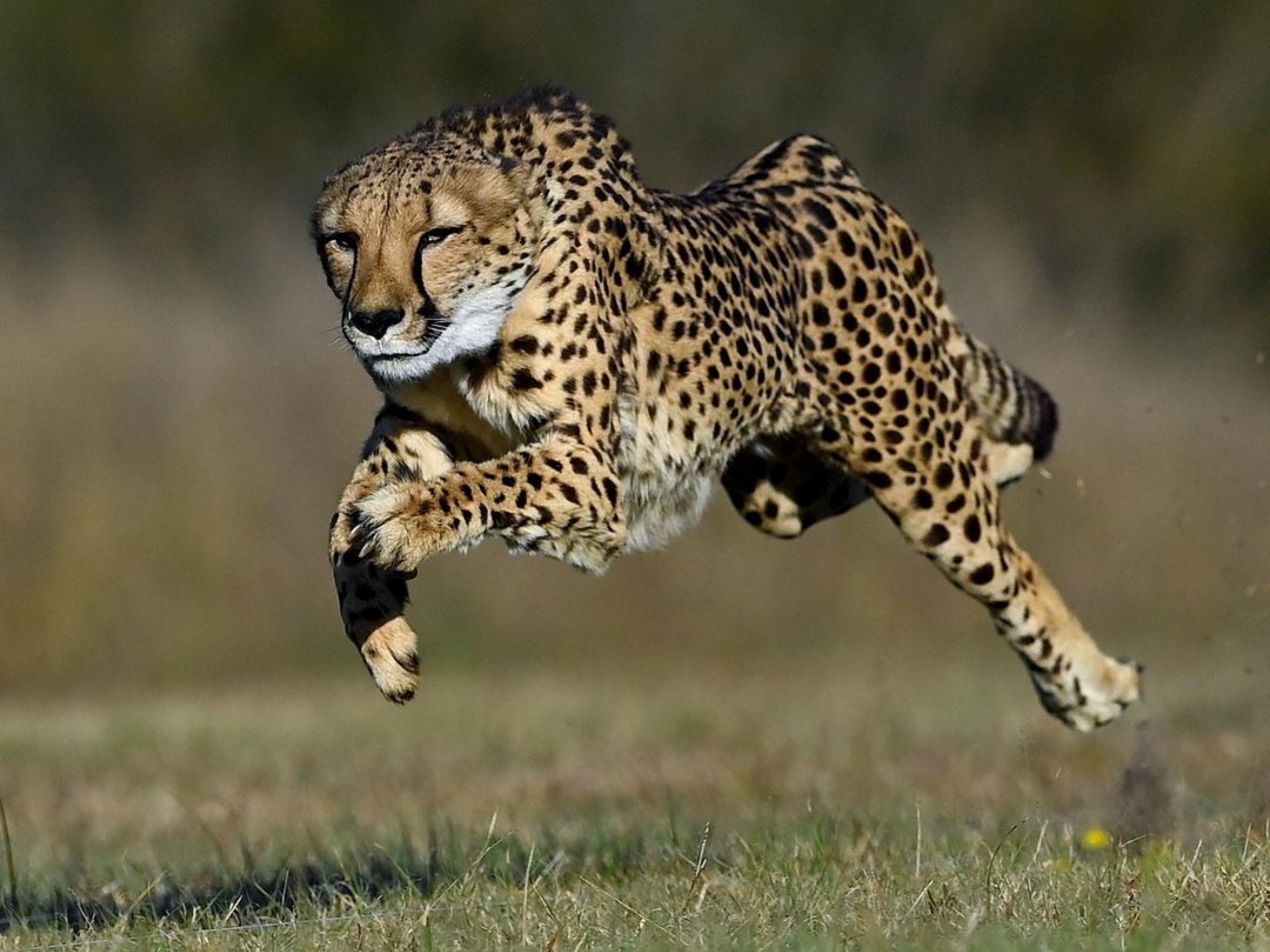 🐆neovim使用笔记