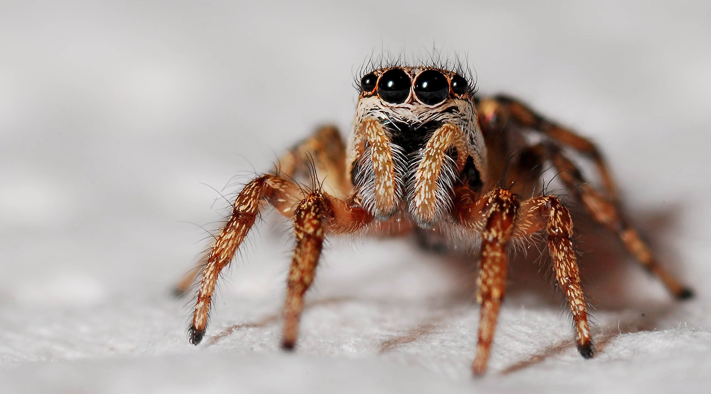 🕷️markdown语法笔记