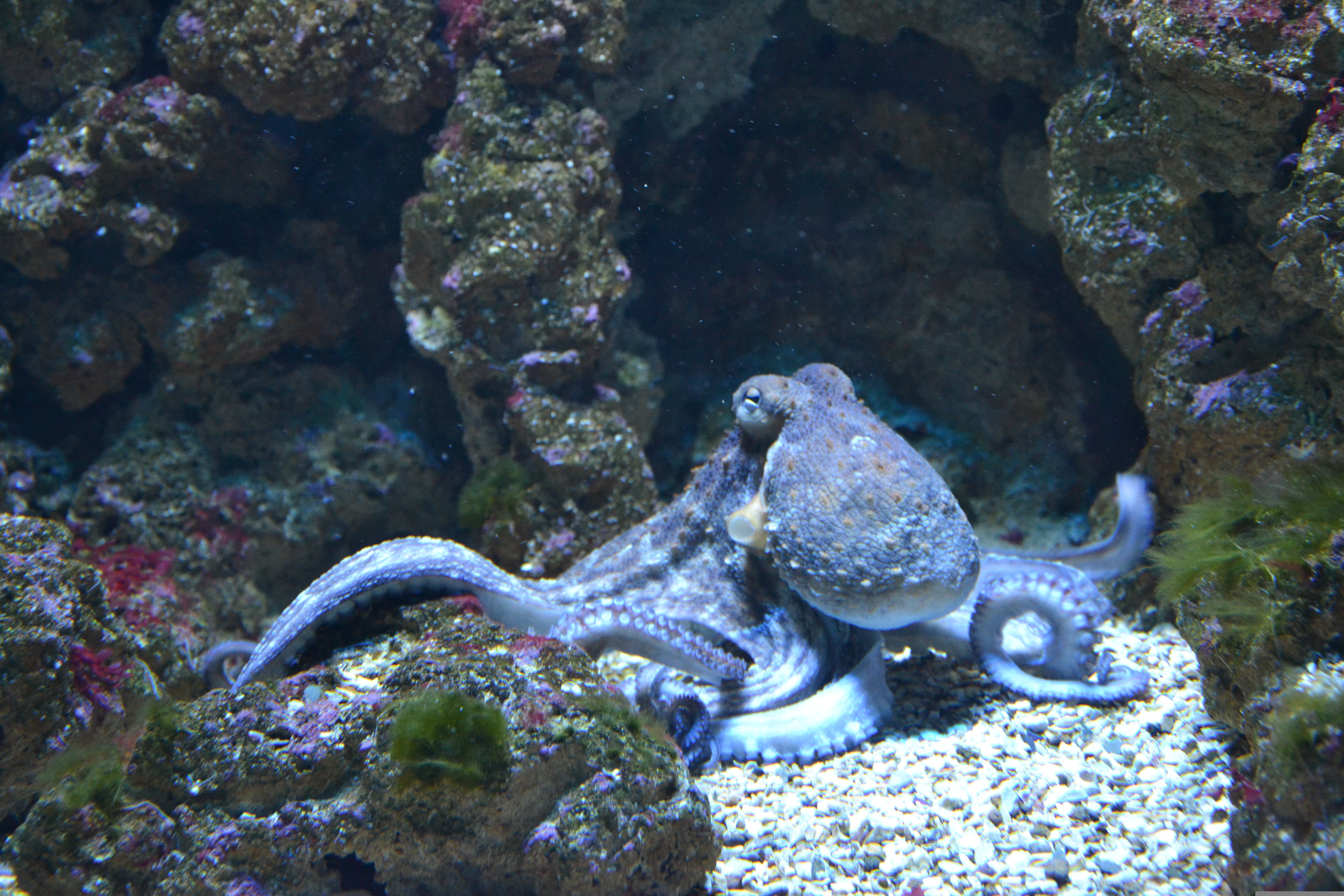 🐙x-cmd实践记录